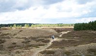 Nemitzer Heide - Ausflugsziel in der Lüneburger Heide